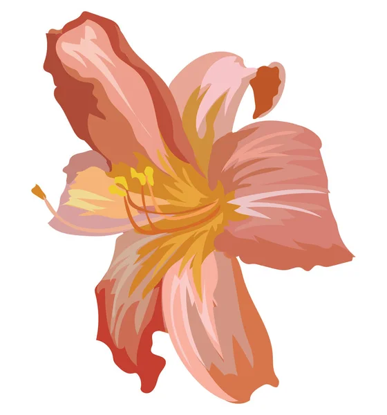 Цветок Лилии Векторная Красочная Иллюстрация Белом Фоне — стоковый вектор