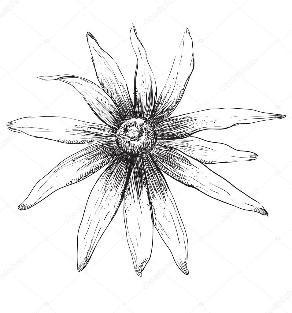 Hand drawn Rudbeckia flower. Vector monochrome illustration isolated on white background.