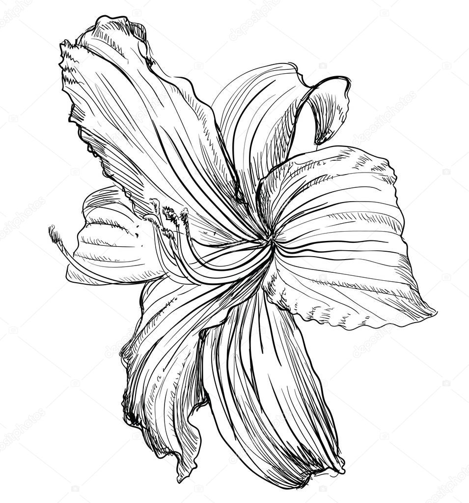 Hand drawn lilium flower. Vector monochrome illustration isolated on white background.