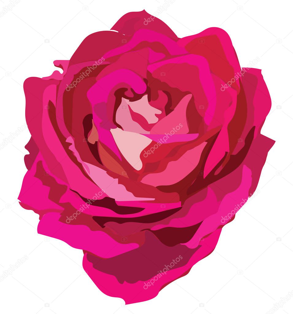 Rose flower. Vector colorful illustration isolated on white background.