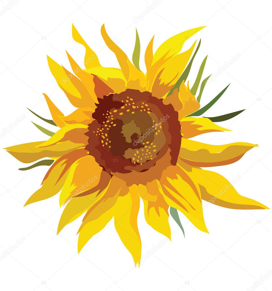 Sunflower flower. Vector colorful illustration isolated on white background.