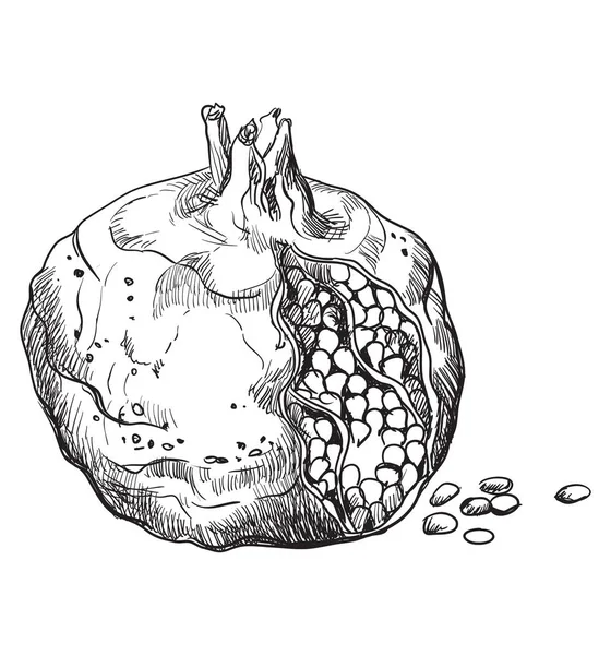 Frutta Tirata Mano Melograno Illustrazione Vettoriale Monocromatica Isolata Sfondo Bianco — Vettoriale Stock