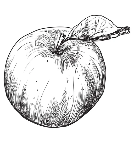 Hand Getekend Fruit Apple Monochroom Vectorillustratie Geïsoleerd Witte Achtergrond — Stockvector