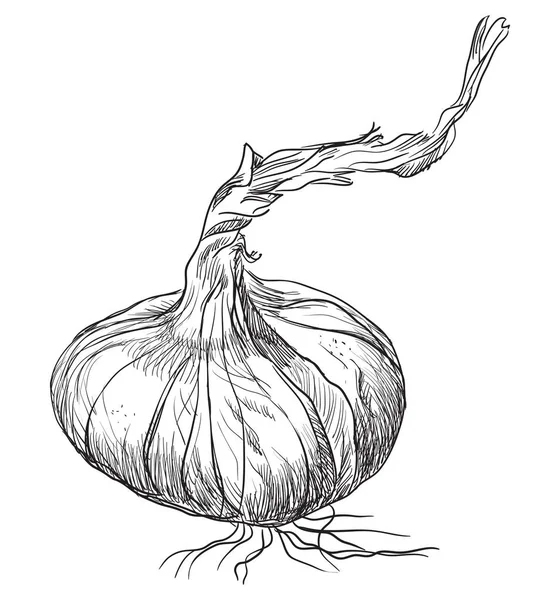 Handgezogene Gemüse Zwiebel Vektor Monochrom Illustration Isoliert Auf Weißem Hintergrund — Stockvektor