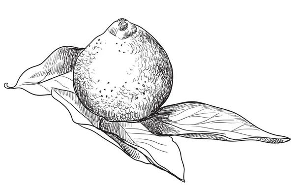 Mandarine Aux Fruits Dessinée Main Illustration Vectorielle Monochrome Isolée Sur — Image vectorielle
