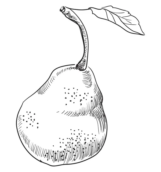 Hand Getekend Fruit Pear Monochroom Vectorillustratie Geïsoleerd Witte Achtergrond — Stockvector