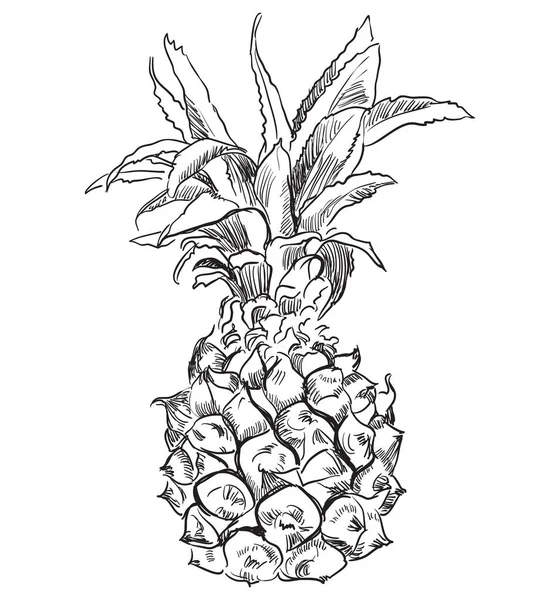 Abacaxi Frutas Desenhado Mão Ilustração Monocromática Vetorial Isolada Sobre Fundo — Vetor de Stock