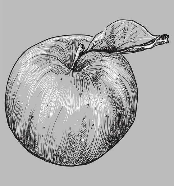 Hand Getekende Fruit Appel Monochroom Vectorillustratie Geïsoleerd Een Grijze Achtergrond — Stockvector