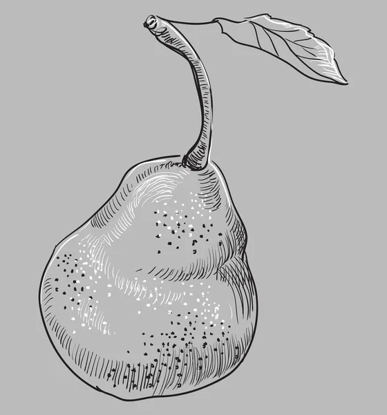 Hand Getekend Fruit Pear Monochroom Vectorillustratie Geïsoleerd Witte Achtergrond — Stockvector