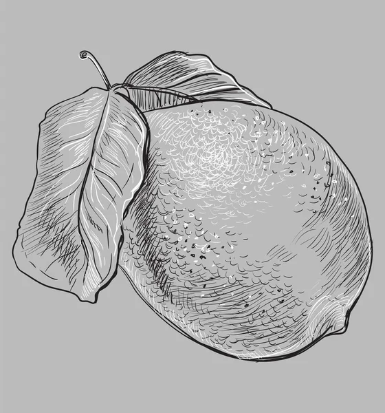 Hand Gezogene Frucht Zitrone Vektor Monochrom Illustration Isoliert Auf Weißem — Stockvektor