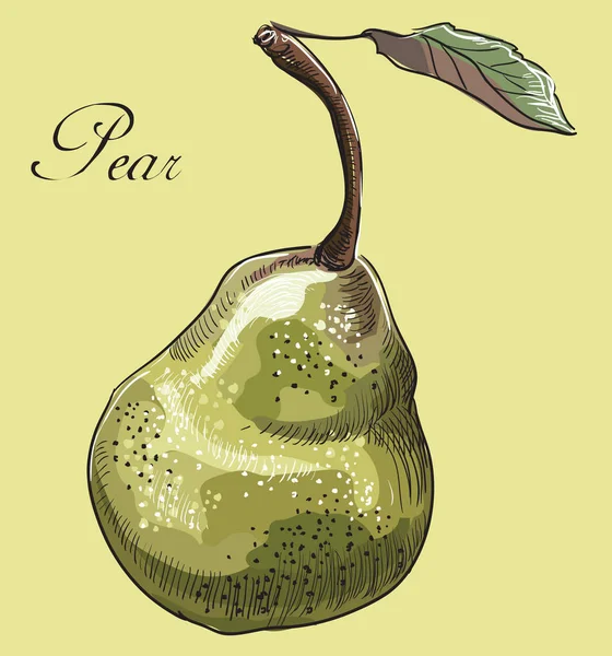 Hand Getekend Fruit Pear Kleurrijke Vectorillustratie Geïsoleerd Groene Achtergrond — Stockvector