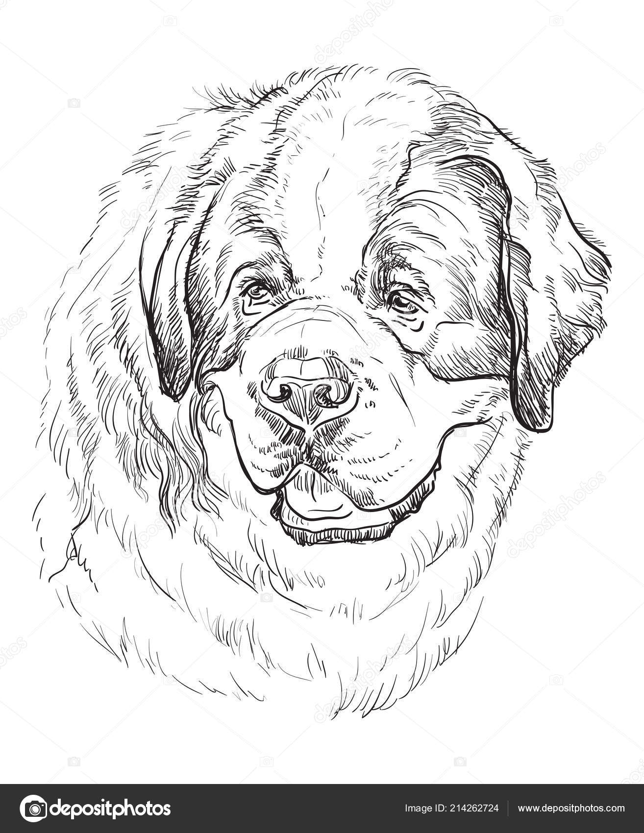 San Bernardo Perro Vector Mano Dibujo Ilustración Color Negro Aislado