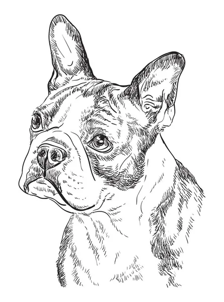 Boston Terrier Vettore Mano Disegno Illustrazione Colore Nero Isolato Sfondo — Vettoriale Stock