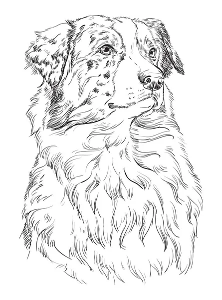 Australischen Schäferhund Vektor Handzeichnung Illustration Schwarzer Farbe Isoliert Auf Weißem — Stockvektor