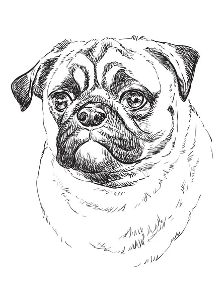 Pug เวกเตอร ภาพวาดด วยม อในส าแยกจากพ นหล ขาว — ภาพเวกเตอร์สต็อก