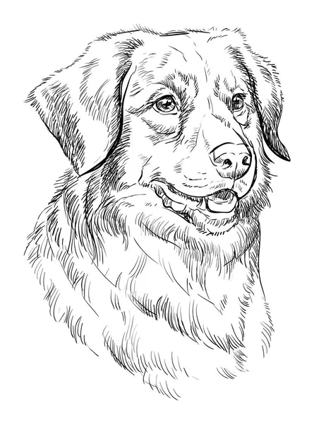 Nova Scotia Duck Rolling Retriever ภาพวาดด วยม อในส าแยกจากพ นหล — ภาพเวกเตอร์สต็อก