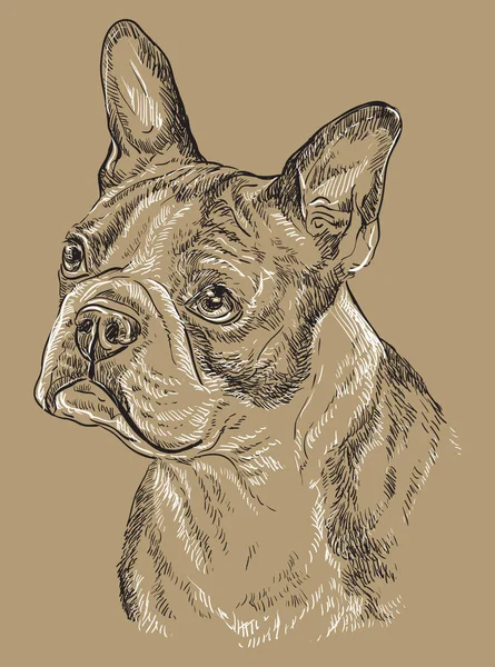 Boston Terrier Vector Dibujo Mano Ilustración Blanco Negro Aislado Sobre — Archivo Imágenes Vectoriales