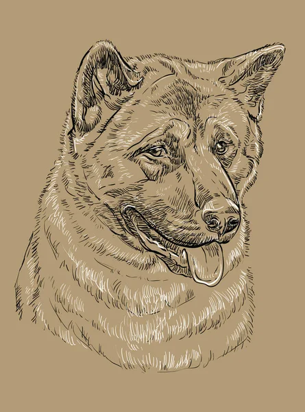 American Akita Vector Dibujo Mano Ilustración Blanco Negro Aislado Sobre — Archivo Imágenes Vectoriales