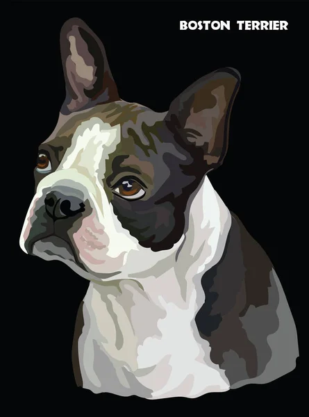 Retrato Color Boston Terrier Ilustración Vectorial Aislado Sobre Fondo Negro — Vector de stock
