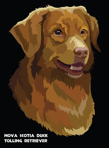 Retrato Color Nova Scotia Duck Tolling Retriever Ilustración Vectorial Aislada — Archivo Imágenes Vectoriales