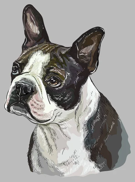 Boston Terrier Vektor Handzeichnung Illustration Verschiedenen Farben Auf Grauem Hintergrund — Stockvektor