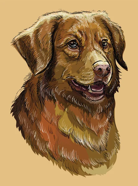 Nova Scotia Duck Retriever Autópályadíj Vektor Kézi Rajz Illusztráció Különböző — Stock Vector