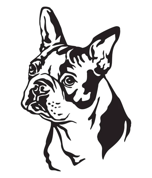 Decoratieve Portret Van Hond Boston Terriër Vector Geïsoleerde Illustratie Zwarte — Stockvector