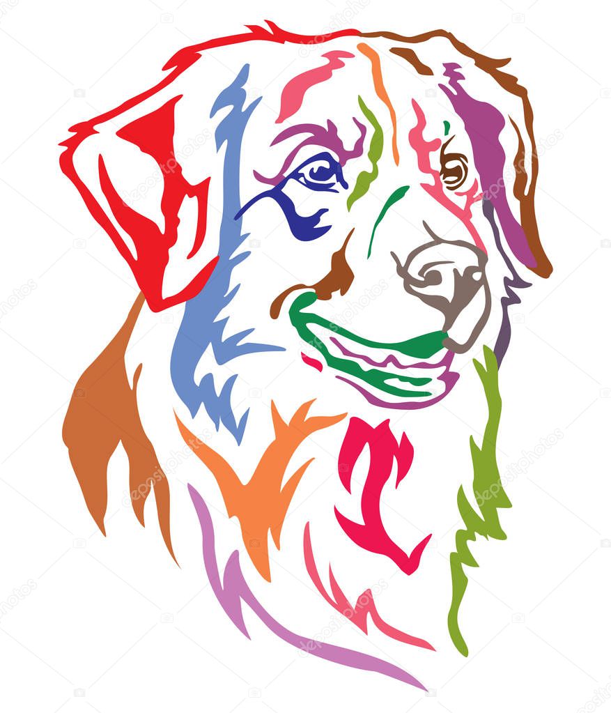 Colorful decorative portrait of dog Nova Scotia Duck Tolling Retriever, vector illustration in different colors isolated on white background