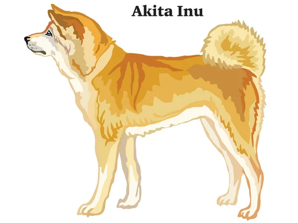 Portret Van Staande Profiel Akita Inu Hond Kleurrijke Vectorillustratie Geïsoleerd — Stockvector