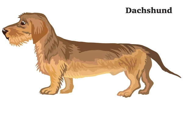 Portrait Chien Profil Dachshund Chevelu Illustration Vectorielle Colorée Isolée Sur — Image vectorielle