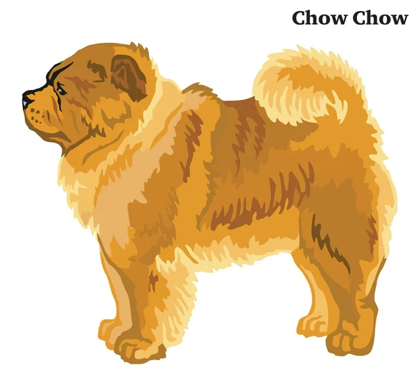 Retrato Pie Perfil Chow Chow Perro Vector Colorido Ilustración Aislada — Archivo Imágenes Vectoriales