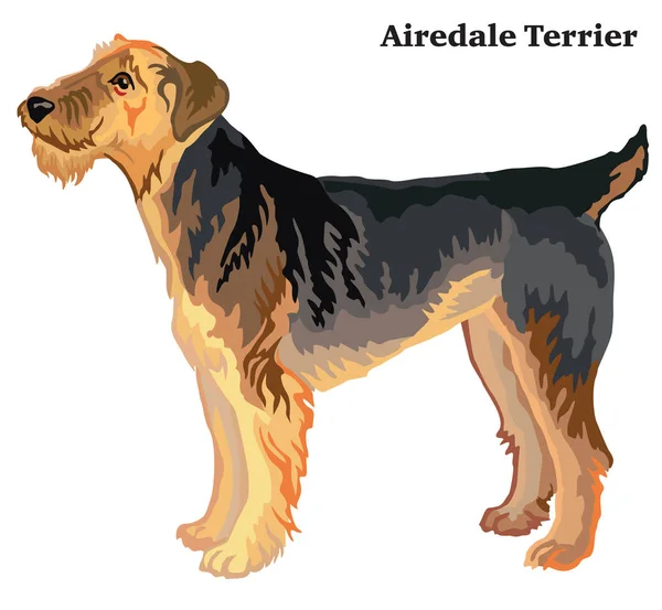 Porträt Des Stehenbleibens Profil Airedale Terrier Hund Vektor Bunte Abbildung — Stockvektor