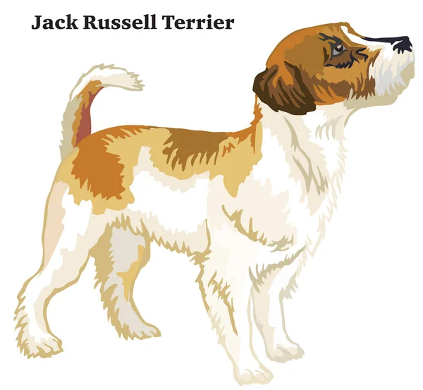 Portret Stojąc Profilu Jack Russell Terrier Pies Wektor Ilustracja Kolorowy — Wektor stockowy