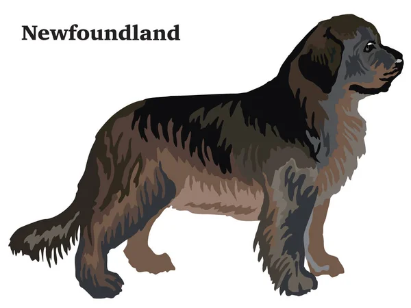 Portrét Postavení Profilu Novofoundlandský Pes Vektorové Barevné Ilustrace Izolované Bílém — Stockový vektor