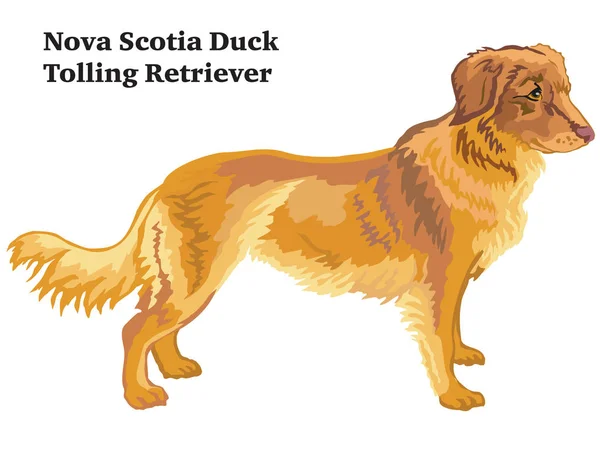 Portret Van Staande Profiel Nova Scotia Duck Tolling Retriever Hond — Stockvector