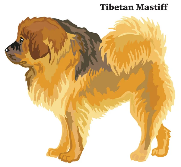 Retrato Pie Perfil Del Perro Mastín Tibetano Ilustración Colorida Vector — Archivo Imágenes Vectoriales