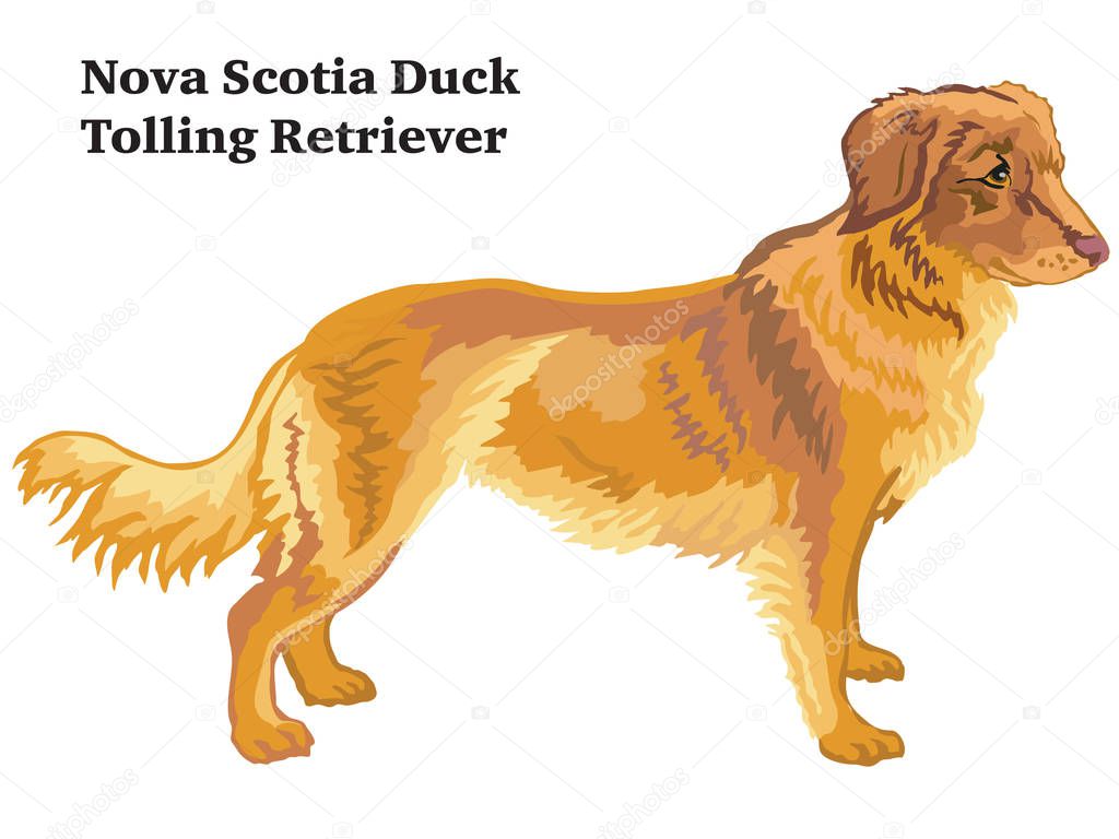 Portrait of standing in profile Nova Scotia Duck Tolling Retriever dog, vector colorful illustration isolated on white background