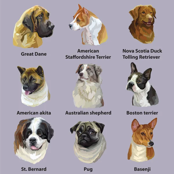 Σύνολο Των Πορτραίτων Πολύχρωμο Διάνυσμα Φυλών Σκύλου Αμερικανικό Terrier Staffordshire — Διανυσματικό Αρχείο