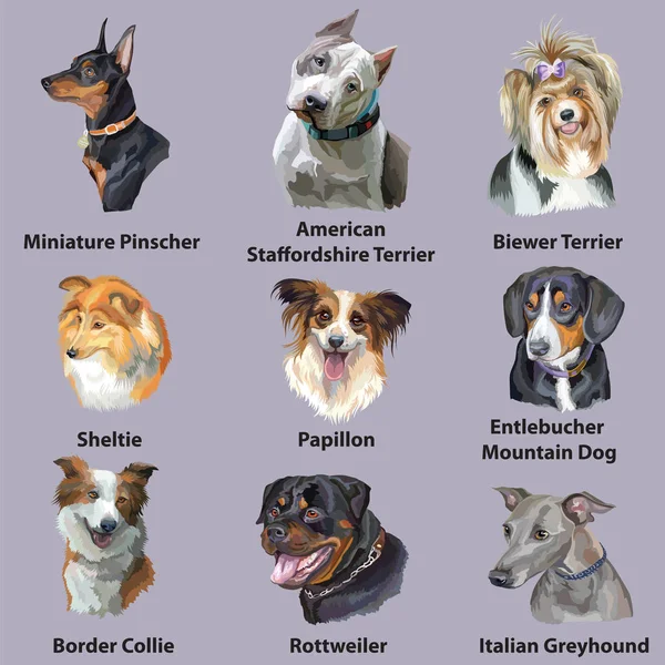 Set Colorati Ritratti Vettoriali Razze Canine Border Collie Papillon American — Vettoriale Stock