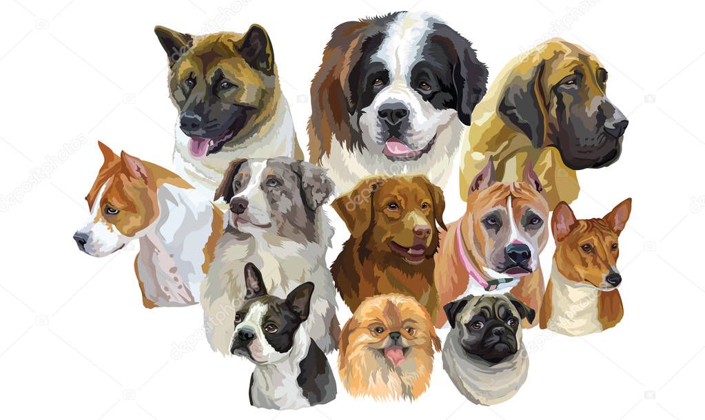 Set of colorful vector portraits of dog breeds Pekingese, Pitbull, Basenji, Boston terrier, Australian shepherd, Great Dane, American akita, Pug isolated on white background