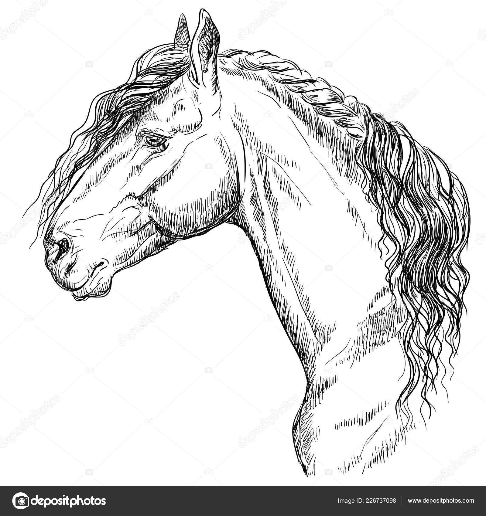 Ilustração Vetorial De Um Retrato Realista De Cabeça De Cavalo