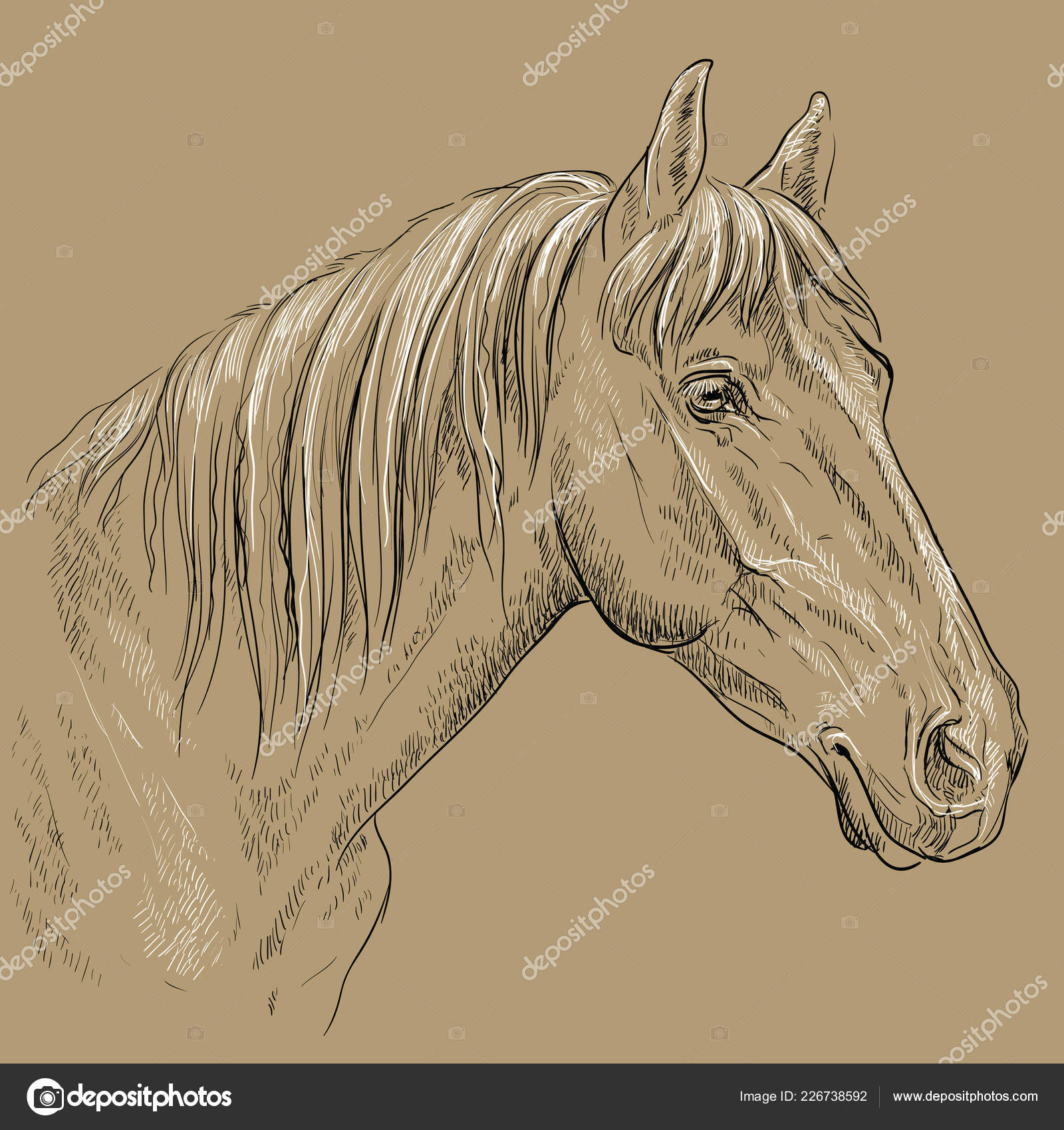 Horse Portrait Horse Head Long Mane Profile Black White Colors