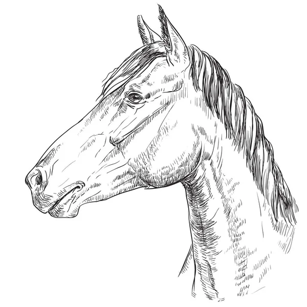 Paard Portret Hoofd Van Het Paard Profiel Zwart Wit Kleur — Stockvector