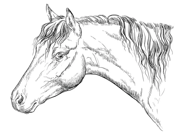 威尔士小马肖像 马头在剖面上的单色颜色隔离在白色背景 矢量手绘插图 — 图库矢量图片