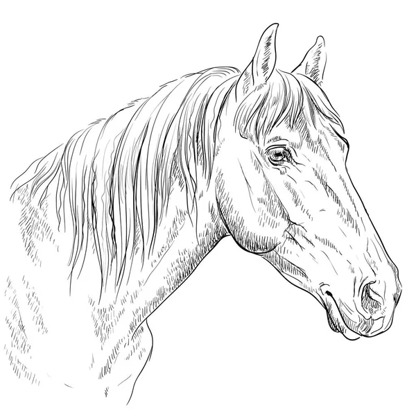 马的肖像 马头在单色的外形查出在白色背景 向量手绘例证 — 图库矢量图片