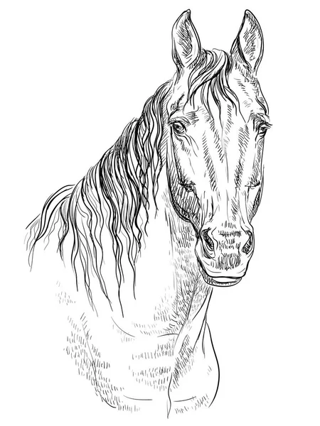 马的肖像 马头在单色颜色查出在白色背景 向量手绘例证 — 图库矢量图片