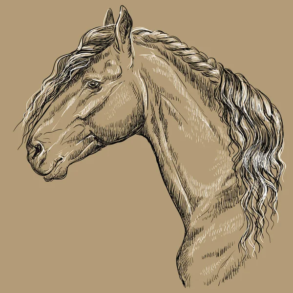弗里斯兰马肖像 马头与长的毛在外形在黑色和白色颜色查出在米色背景 向量手绘例证 — 图库矢量图片