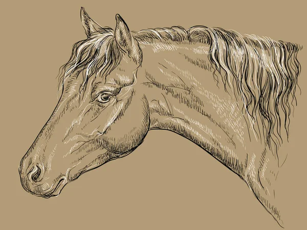Walisisches Pony Porträt Pferdekopf Profil Schwarz Weißen Farben Isoliert Auf — Stockvektor