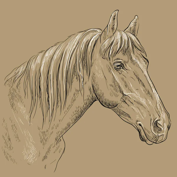 Portrait Cheval Tête Cheval Avec Longue Crinière Profil Noir Blanc — Image vectorielle