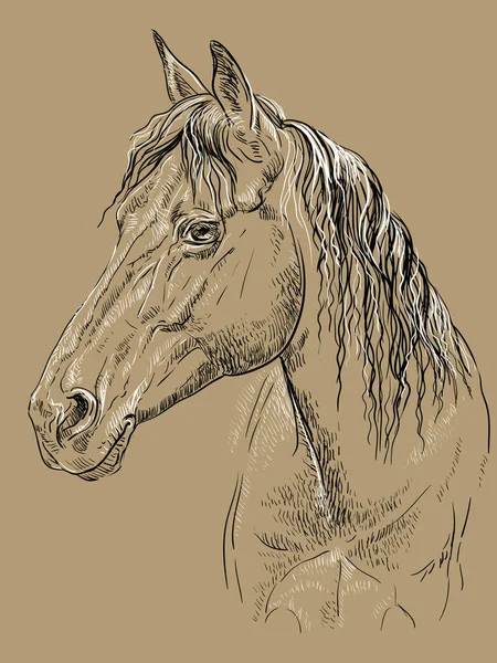 Portret Konia Głowa Konia Długa Grzywa Profilu Kolorach Czarno Białe — Wektor stockowy